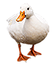 Pato